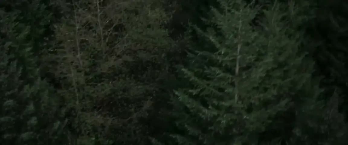 Балбесы