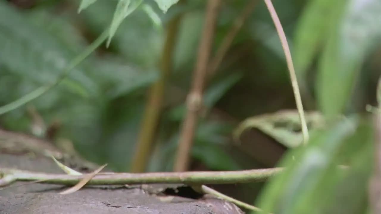 BBC: Планета Земля