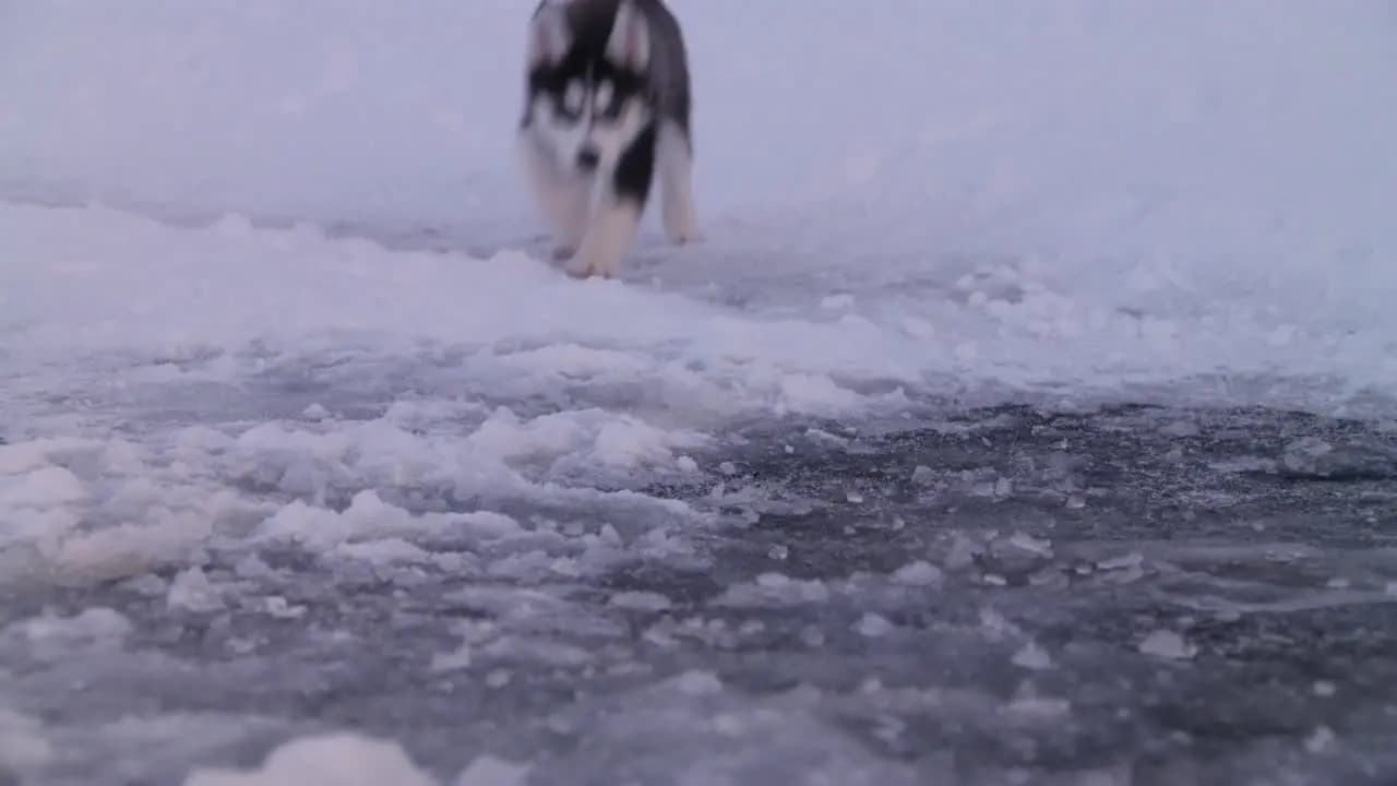 Снежная пятерка