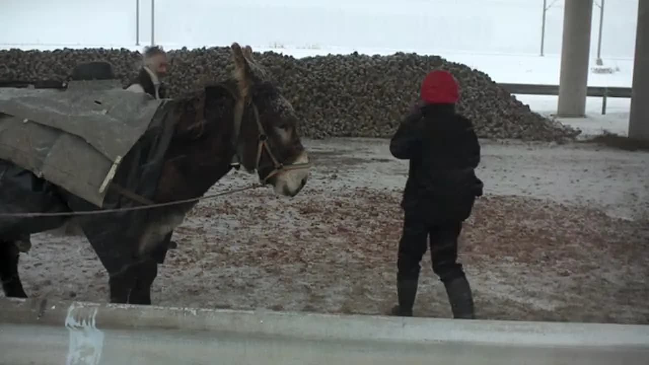Зимние странники