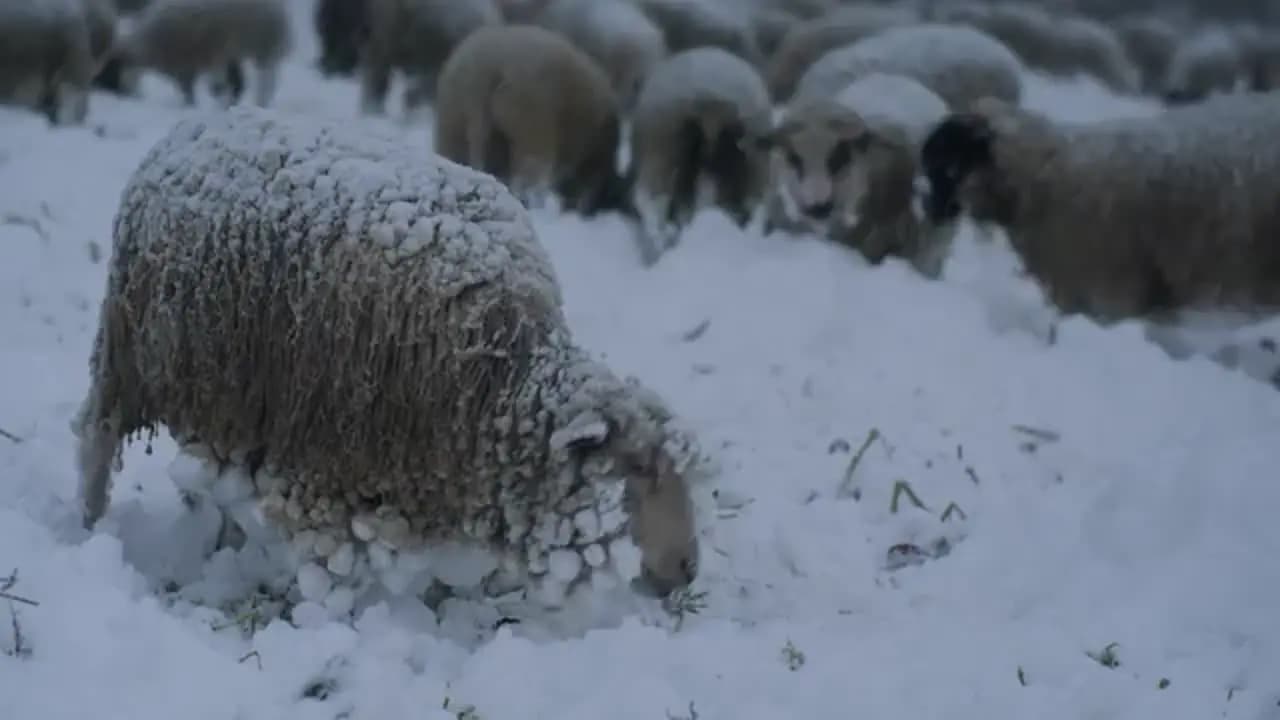 Зимние странники