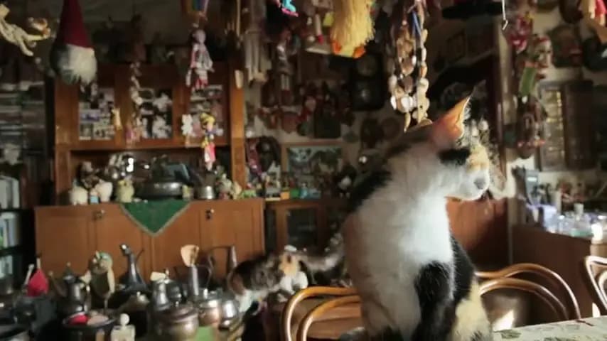 Город кошек
