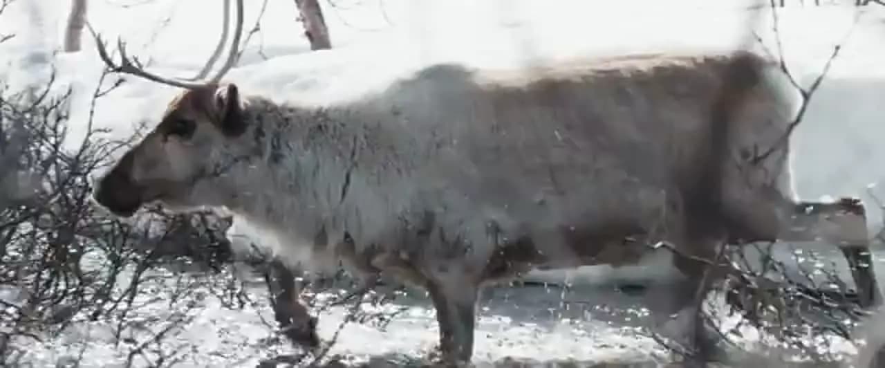 Приключения олененка