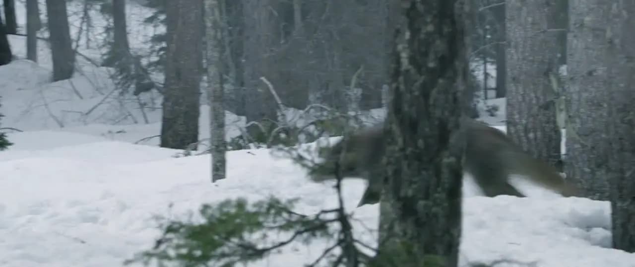 Дочь волка