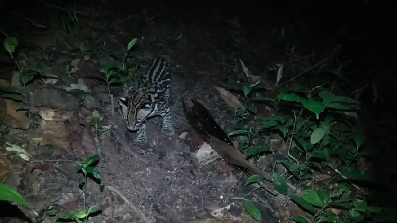 Дикая кошка