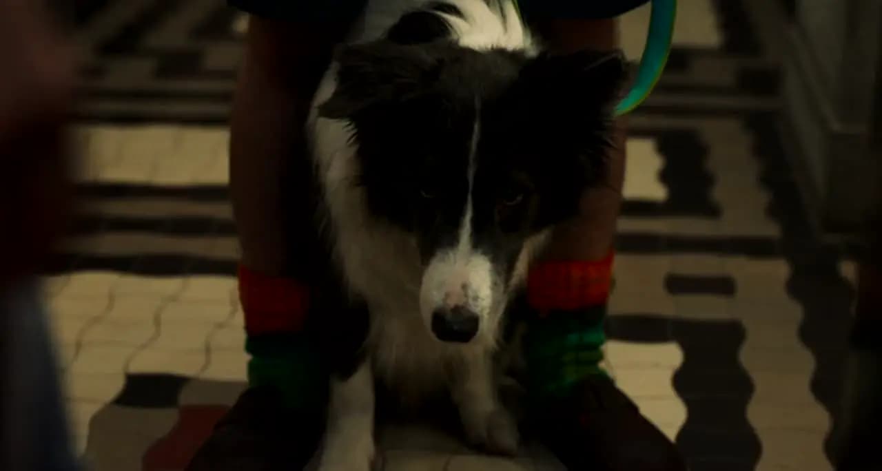 Знакомьтесь, пёс