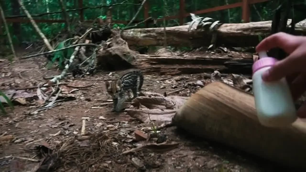 Дикая кошка