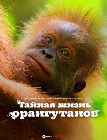 Тайная жизнь орангутанов