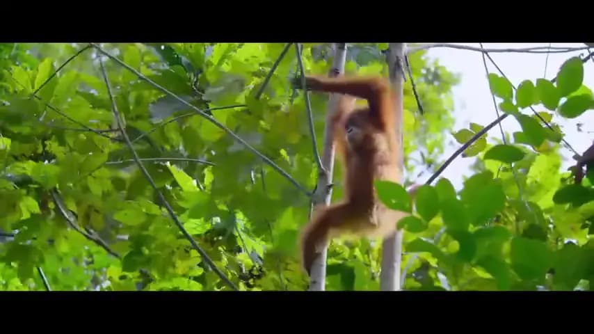 Тайная жизнь орангутанов
