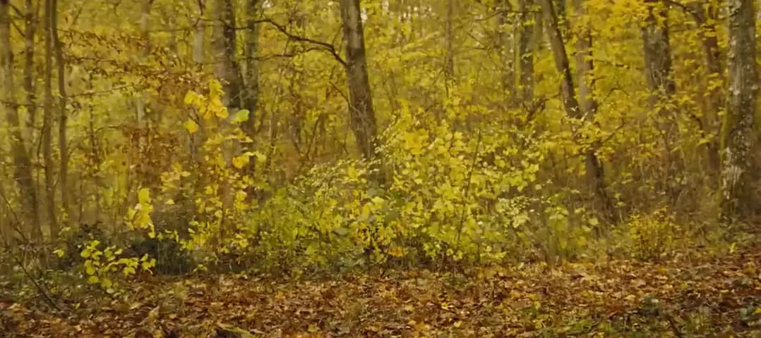 Бемби. История жизни в лесу