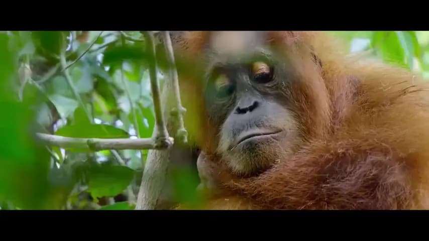 Тайная жизнь орангутанов