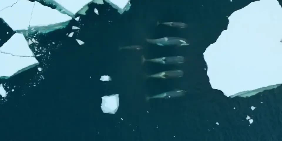 Наши океаны