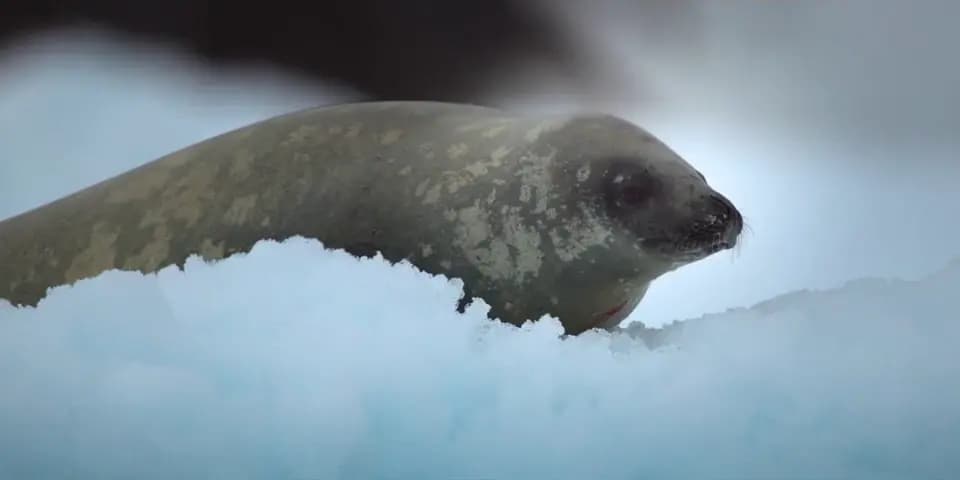 Наши океаны