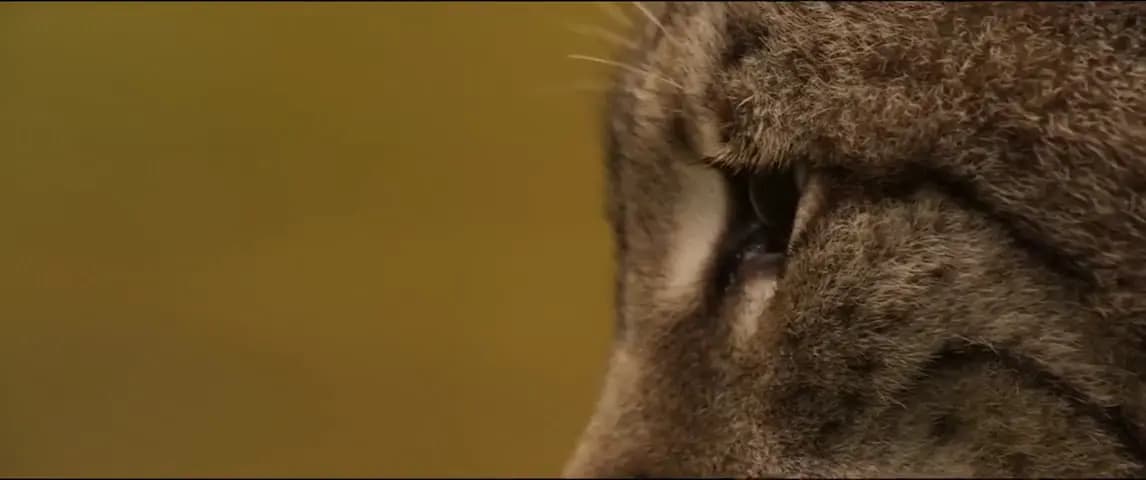 Мой котик и я