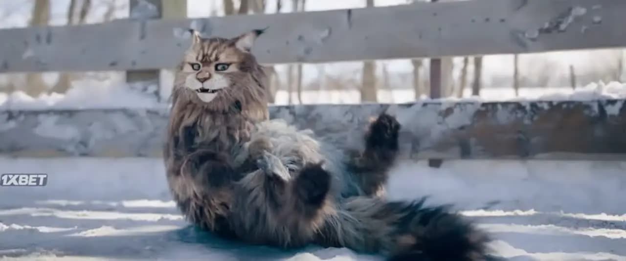 Кот и пёс
