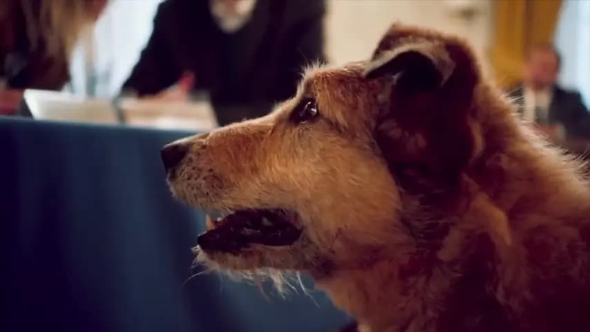 Собачье дело