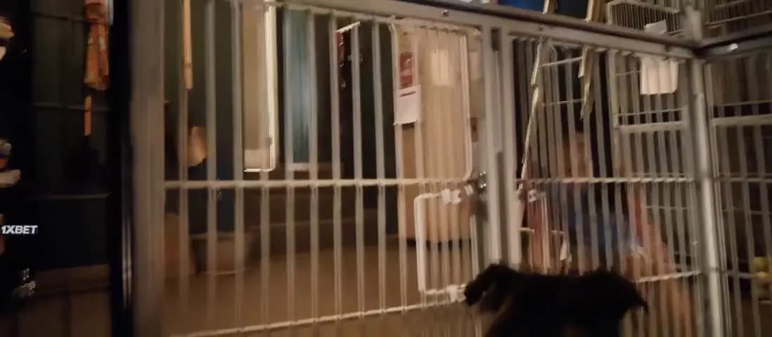 Лило и Стич